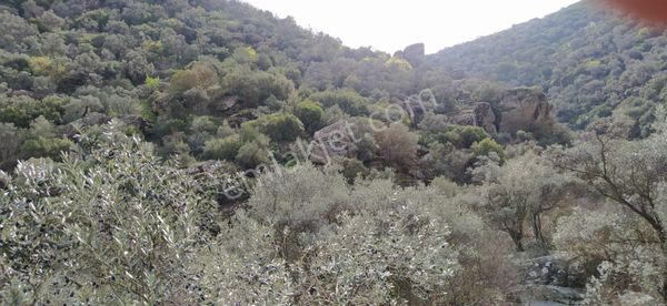 Söke Bağarası Köylerinden Satılık Zeytinlik
