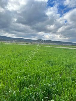 Lavanta Tesisleri Yakını