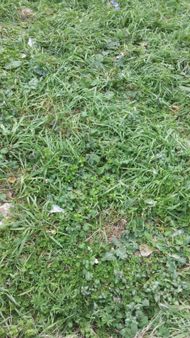 Çatalca Ferhatpaşada 8.400m Satılık Yatırımlık Düşeş Arsa No:75