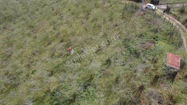 Sakarya Kocaali Gümüşolukta 4424 M2 Fındık Bahçesi