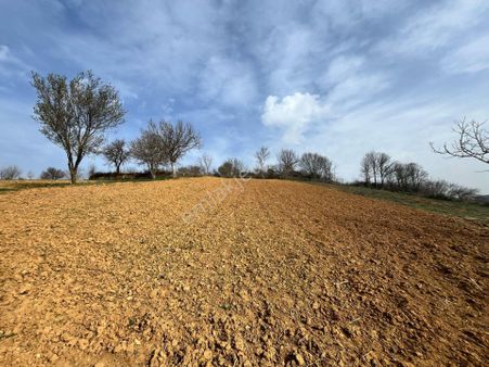 "demirol'dan" Tekirdağ İnecikte Mükkemmel Konumlu Bağ Yeri