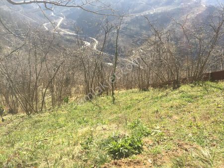 On Numara Manzaralı Fındıklık