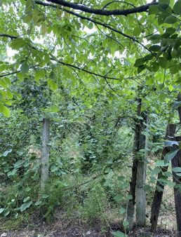 Doğanlı'da 2.500 M2 Tarla