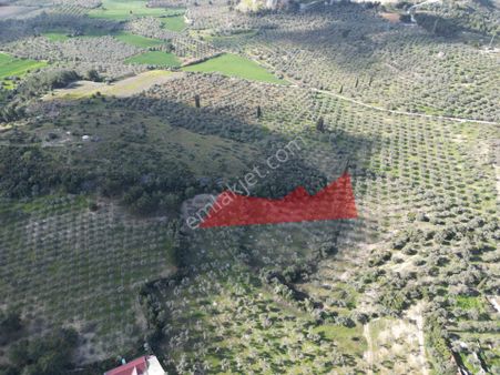 Müstakil Tapulu 4.112 M2 Satılık Zeytinlik