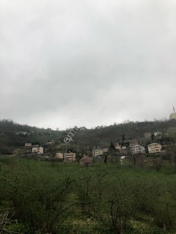 Trabzon Gürbulak Satılık 2.750 M2 Fındık Bahçesi