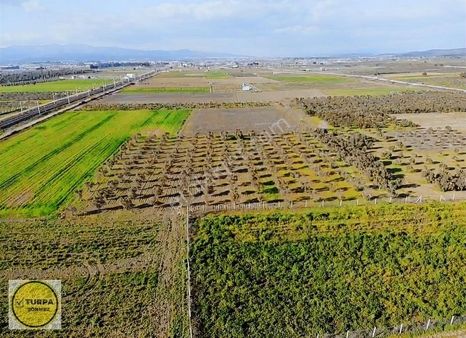 Turpa Sönmezden Tekelide Satılık Müstakil Tapulu Zeytinli Tarla