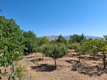 Klass Emlaktan E5 Karayoluna 100 M.gümüşhacıköy Güblüce Köyüne Bağlı Satılık Bahçe Ve Tarla