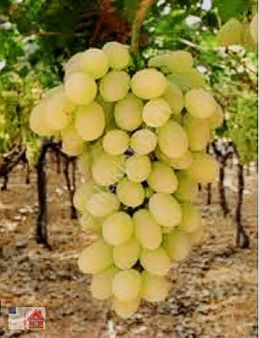 Buldan Yenicekentte Firsat 10 Dönum Bag