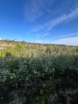 Türe Gayrimenkulden Silifke Çaltıbazkır Yeni Çıktıda Satılık Bahçe