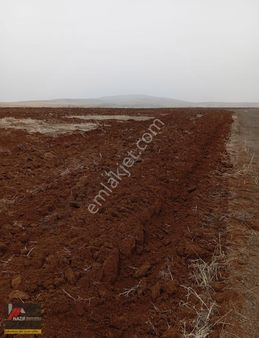 Satılık Battalgazi Bahri De Satılık 10 Dönüm Arazi