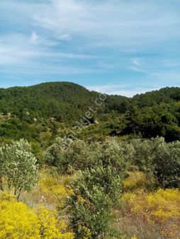 Günel Emlaktan Acil Satılık Tarla