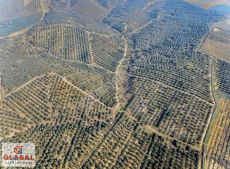 Global Gayrimenkulden Satılık 1550 Dönüm Zeytin Bahçesi....
