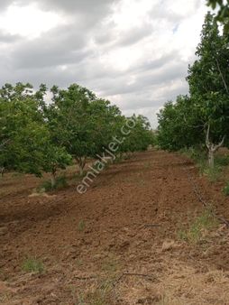 Edirne Keşan Beğendik’te 14.600m2 Ceviz Bahçesi