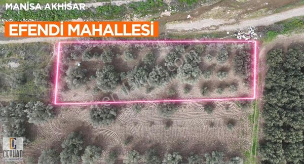 Efendi Mahallesinde Satılık Zeytinli Tarla