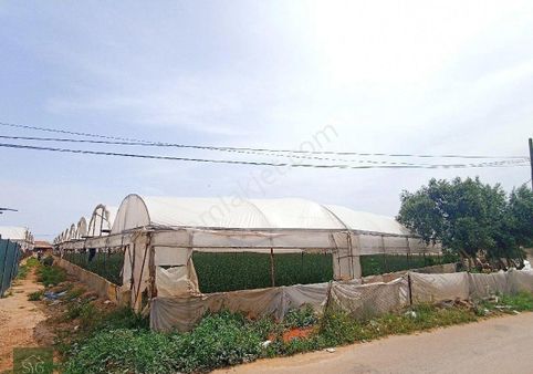 Altınova 2 Dönüm Arazi 1800 M² Sera Ve 1+1 Ev Satılık