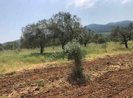 Bakırda 13.883 M2 Satılık Zeytinli Bahçe