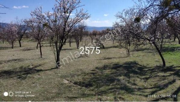 Isparta Keçiborlu'da Satılık Badem Bahçesi