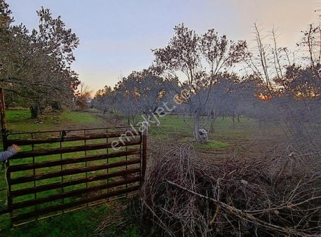 İçinde Suyu Olan Zeytinlik