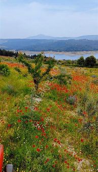 Muhteşem Manzaralı Zeytinlik