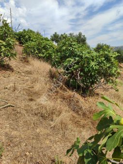 Ödemiş Kiraz Satılık Kelepir Bahçe