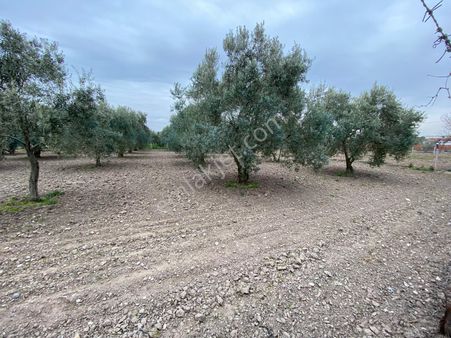 Akhisar Efem Gayrimenkulden 1487 M2 Villa İmarlı Medarda Arsa