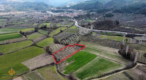 Doğal Şehir Emlak'tan Cüneyt Mahallesinde Satılık Cevizlik