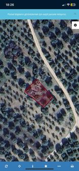 Akhisar Ballıca Köyünde Satılık Tek Tapu Zeytinlik