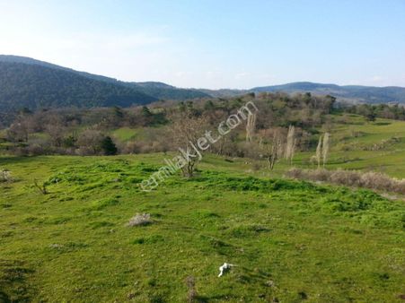 Balıkesir Havran Büyük Şapçı Köyü’nde Büyük İşletmeler İçin Kaçırılmaz Fırsat! 🚜🌿