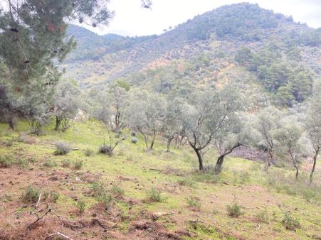 Bayındır Sarıyurt Satılık Zeytinlik