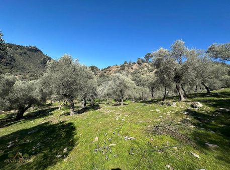 Muğla Milastan Geleceğe Yatırım Zeytinlik