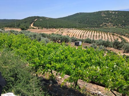 İzmir Torbalı Gold Emlaktan Satılık Harika Bahçe