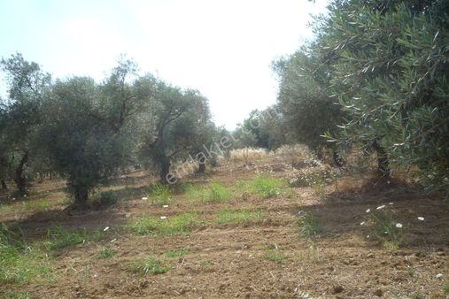 İzmir Torbalı Gold Emlaktan Satılık Verimli Zeytinlik