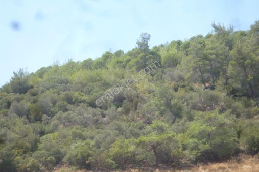 İzmir Torbalı Gold Emlaktan Satılık Zeytinlik