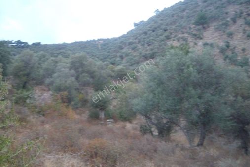 İzmir Torbalı Gold Emlaktan Satılık Zeytinlik