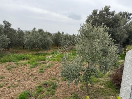Menderes Altıntepe Mahallesin'de Satılık Hisse Tapu Zeytinlik