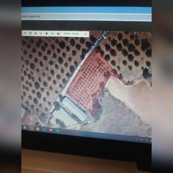 Satılık Üzüm Bağı