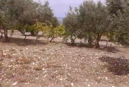 Manisa Şehzadeler Karayenice Mahallesinde Satılık Zeytinlik