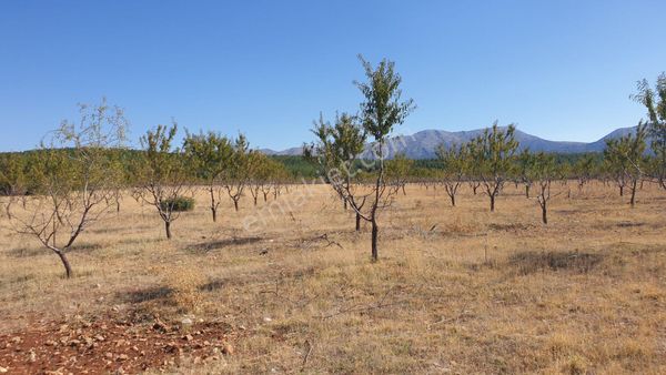 Denizli/baklan /baoğaziçi'nde 4 Yaşında 400 Adet Bakımlı Bademlik.araç Takaslı