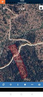 Aydın Koçarlı Güdüşiü Satılık Zeytinlik