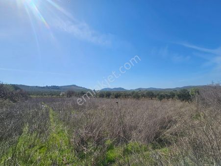 Ön Emlak'tan Burhaniye Ağacık Köyünde 2.154 M2 Satılık Tarla!