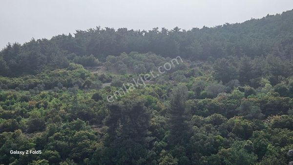 Akhisar Arabacıbozköy'de Satılık Zeytinlik