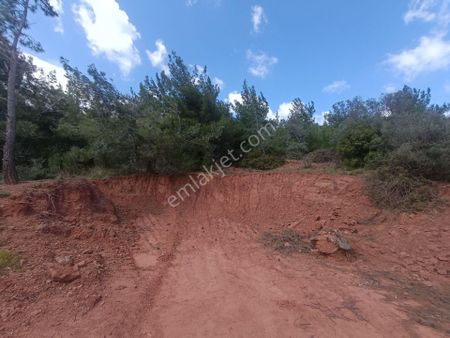 Dağkızılca Köyü Yakını 5.583 M² Satılık Zeytinlik Tarla