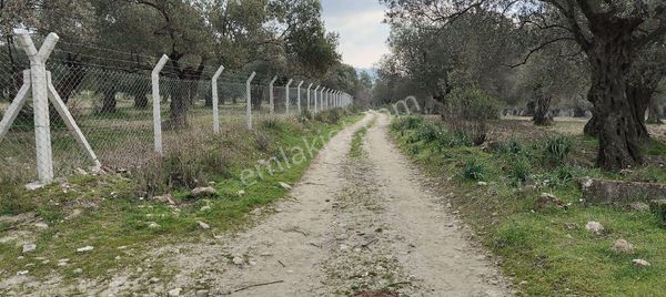 Platform Emlaktan Merkeze Yakın Kadastro Yolu Cepheli Zeytinlik