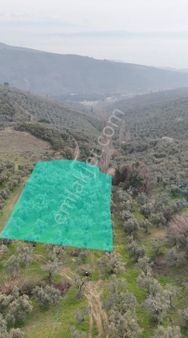 Kumla Konak Emlak;tan Satılık Zeytinlik