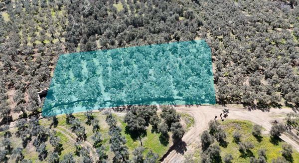 Kumla Konak Emlak;tan Satılık Zeytinlik