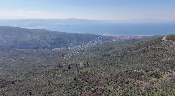 Kumla Konak Emlak;tan Satılık Zeytinlik