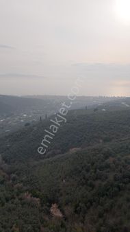 Kumla Konak Emlak;tan Satılık Zeytinlik