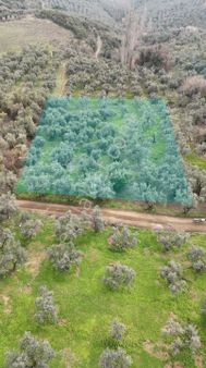 Kumla Konak Emlak;tan Satılık Zeytinlik