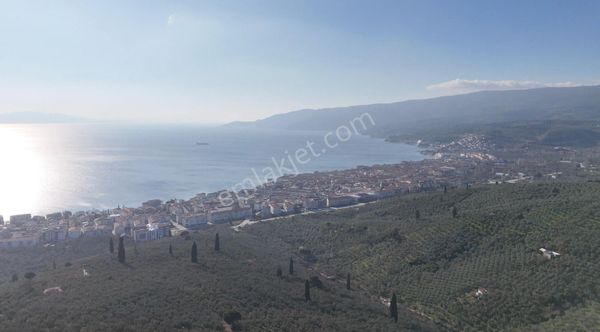 Kumla Konak Emlak;tan Satılık Zeytinlik