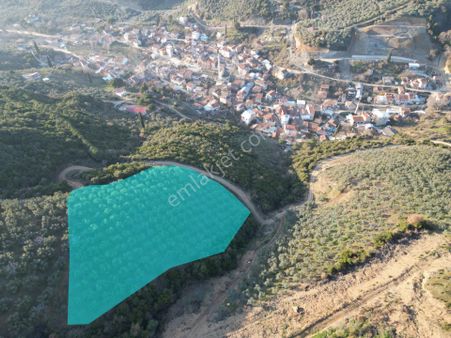 Kumla Konak Emlak;tan Satılık Zeytinlik